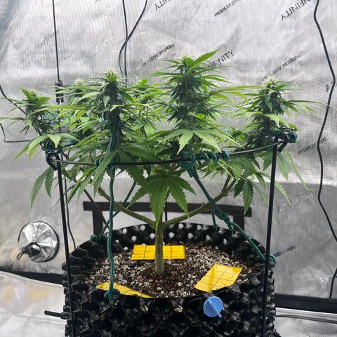 Gelato [Photo] A1 growlog timeline photo