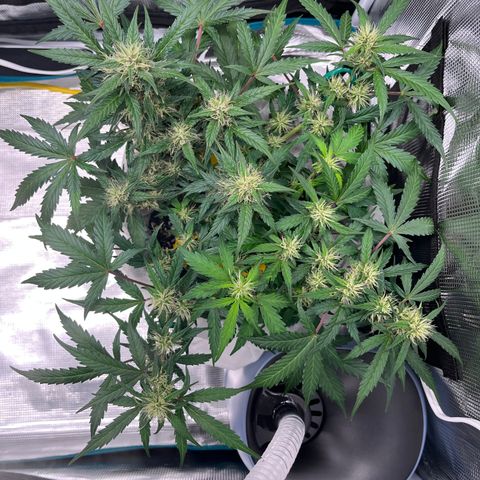 Bruce Banner #3 [Auto] (A.G. - 01) growlog timeline photo