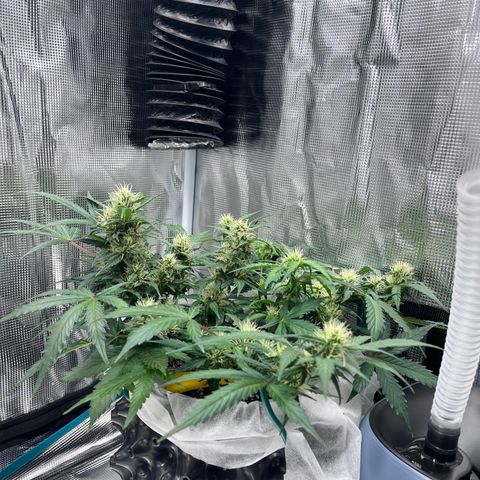 Bruce Banner #3 [Auto] (A.G. - 01) growlog timeline photo