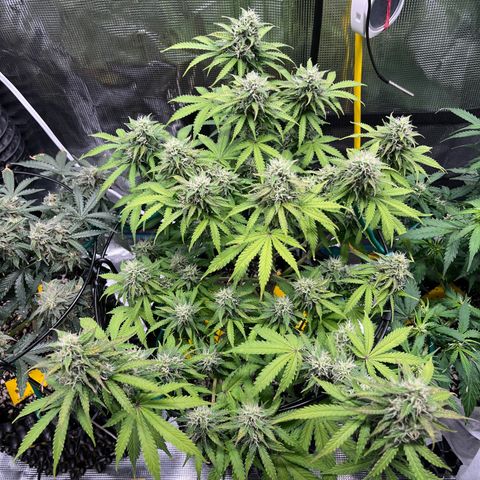 Master Yoda [Auto] #2 growlog timeline photo