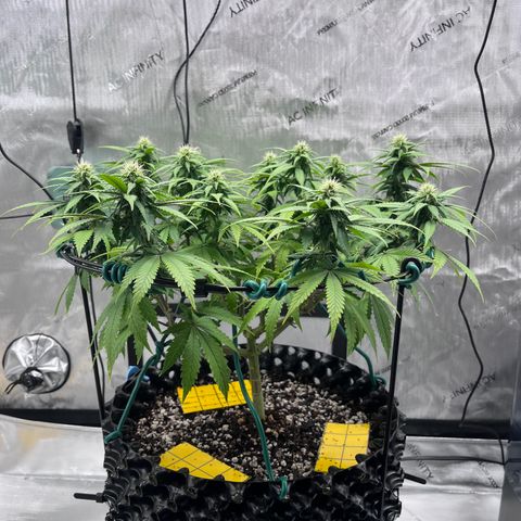 Gelato [Photo] A1 growlog timeline photo
