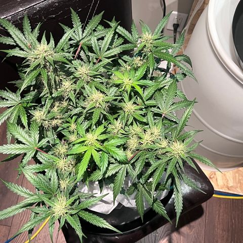 Bruce Banner #3 [Auto] (A.G. - 01) growlog timeline photo