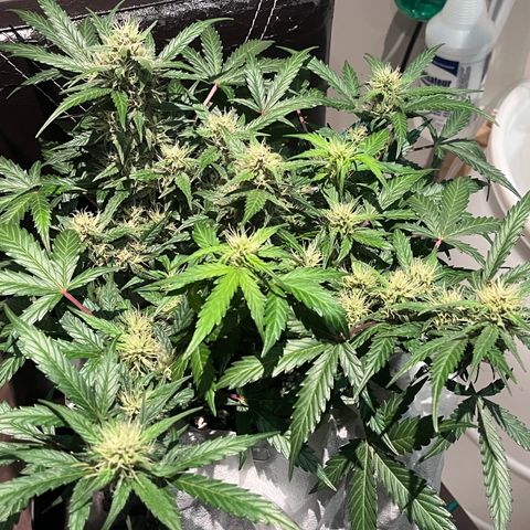 Bruce Banner #3 [Auto] (A.G. - 01) growlog timeline photo