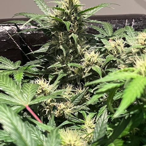 Bruce Banner #3 [Auto] (A.G. - 01) growlog timeline photo