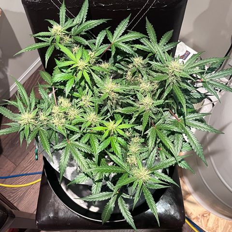 Bruce Banner #3 [Auto] (A.G. - 01) growlog timeline photo