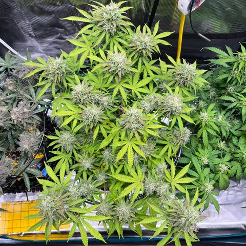 Master Yoda [Auto] #2 growlog timeline photo