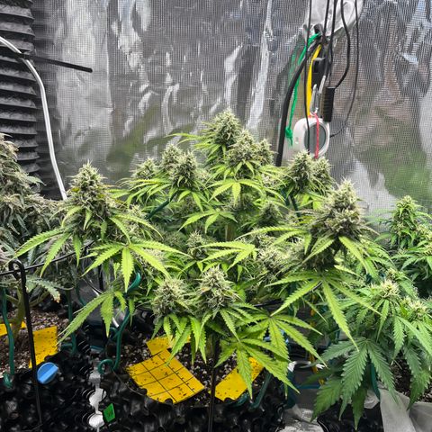 Master Yoda [Auto] #2 growlog timeline photo