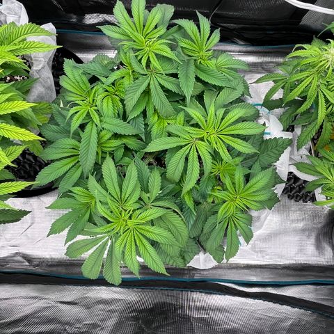 Gelato [Photo] (C.G. - 02) growlog timeline photo