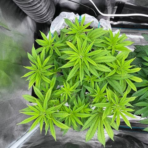 Gelato [Photo] (C.G. - 01) growlog timeline photo