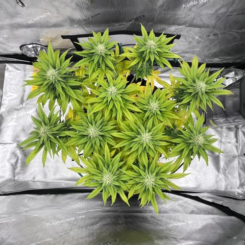 Gelato [Photo] A1 growlog timeline photo