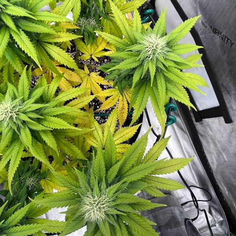 Gelato [Photo] A1 growlog timeline photo