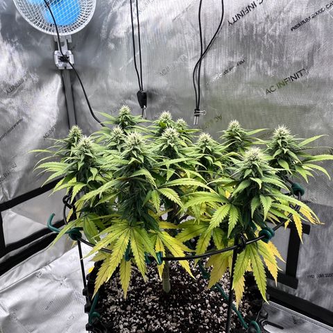 Gelato [Photo] A1 growlog timeline photo