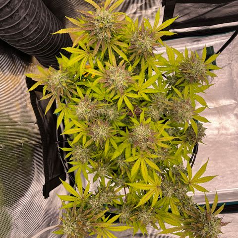 Master Yoda [Auto] #2 growlog timeline photo