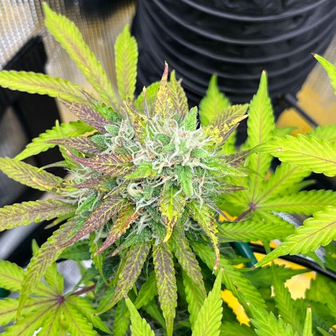 Master Yoda [Auto] #2 growlog timeline photo