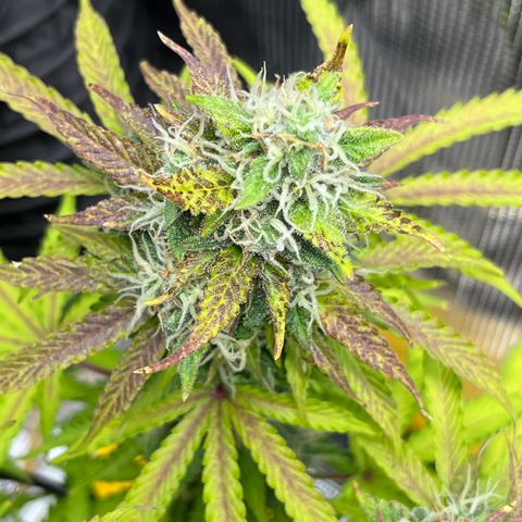 Master Yoda [Auto] #2 growlog timeline photo