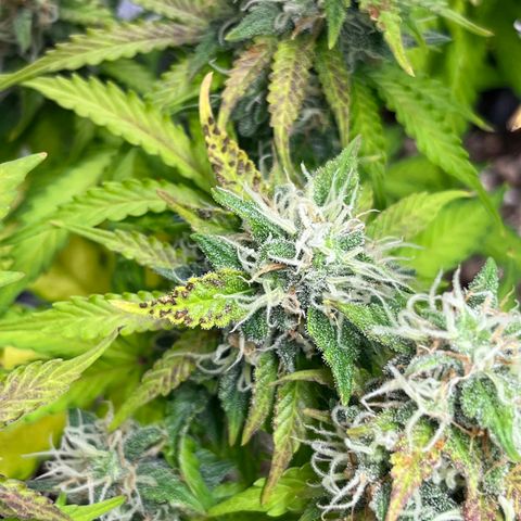 Master Yoda [Auto] #2 growlog timeline photo