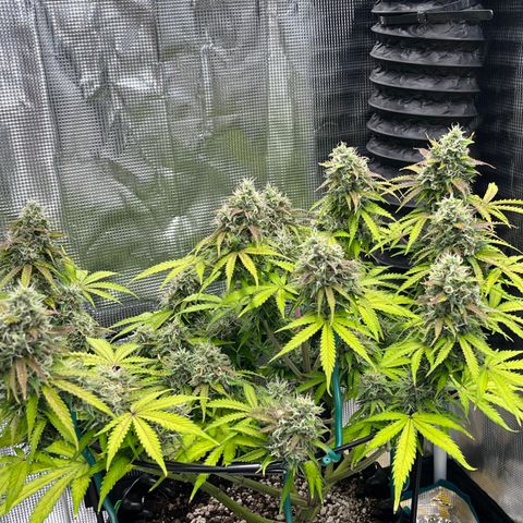 Master Yoda [Auto] #2 growlog timeline photo