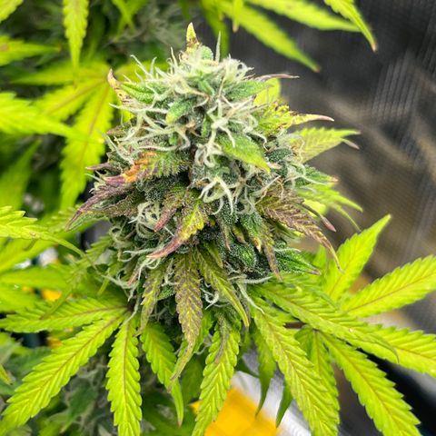 Master Yoda [Auto] #2 growlog timeline photo