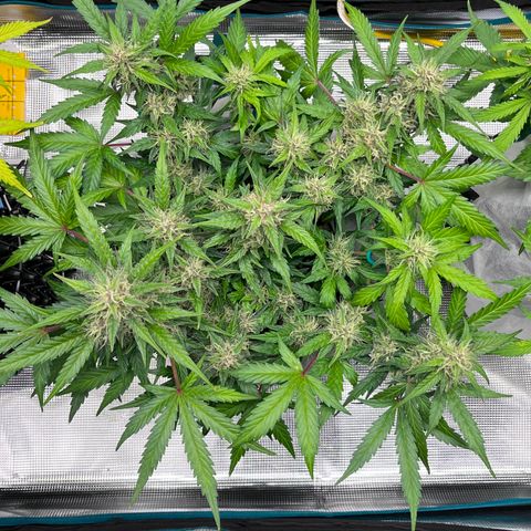 Bruce Banner #3 [Auto] (A.G. - 01) growlog timeline photo