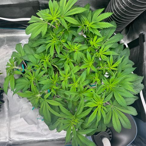 Gelato [Photo] (C.G. - 02) growlog timeline photo