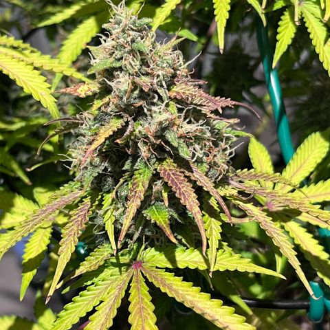 Master Yoda [Auto] #2 growlog timeline photo