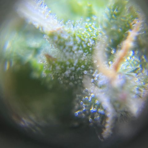 Master Yoda [Auto] #2 growlog timeline photo