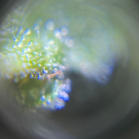 Master Yoda [Auto] #2 growlog timeline photo