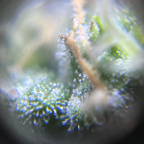 Master Yoda [Auto] #2 growlog timeline photo