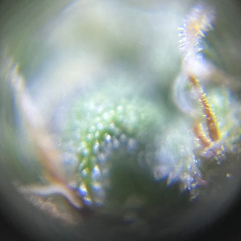 Master Yoda [Auto] #2 growlog timeline photo