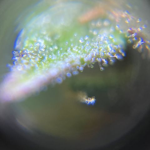 Master Yoda [Auto] #2 growlog timeline photo