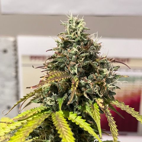 Master Yoda [Auto] #2 growlog timeline photo