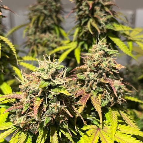Master Yoda [Auto] #2 growlog timeline photo
