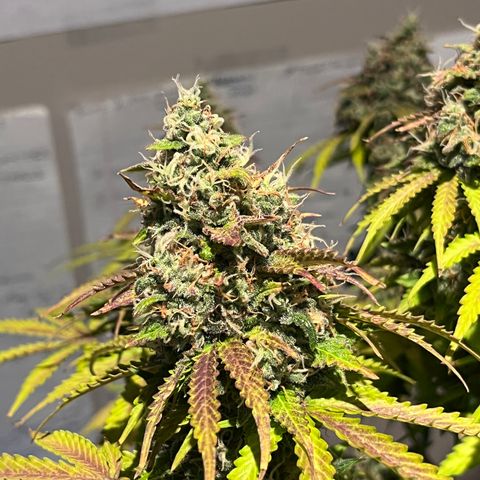 Master Yoda [Auto] #2 growlog timeline photo