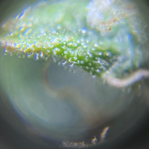 Master Yoda [Auto] #2 growlog timeline photo