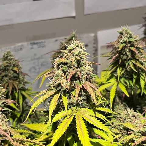 Master Yoda [Auto] #2 growlog timeline photo