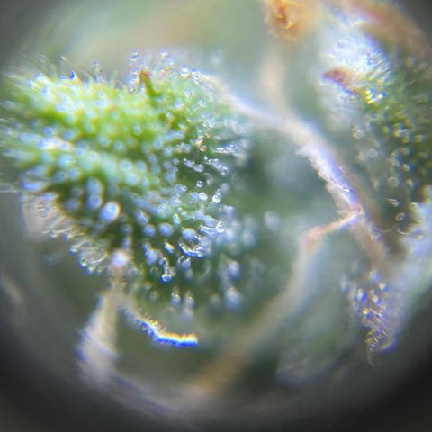 Master Yoda [Auto] #2 growlog timeline photo