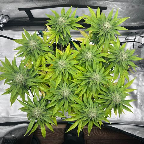Gelato [Photo] A1 growlog timeline photo