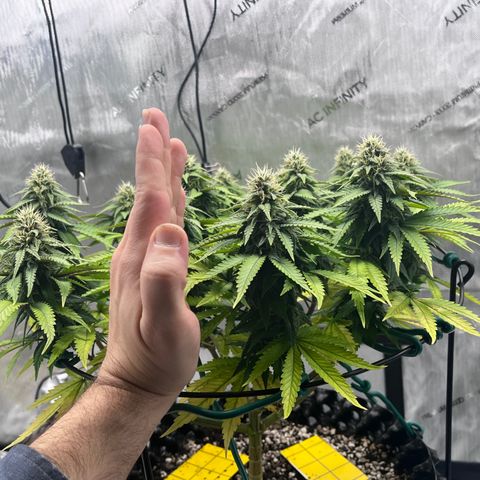 Gelato [Photo] A1 growlog timeline photo