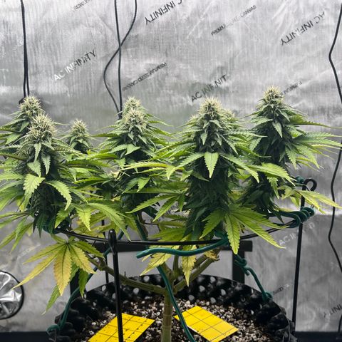Gelato [Photo] A1 growlog timeline photo