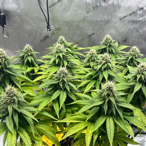 Gelato [Photo] A1 growlog timeline photo