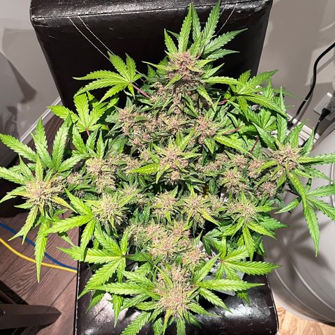 Bruce Banner #3 [Auto] (A.G. - 01) growlog timeline photo