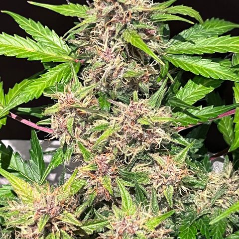 Bruce Banner #3 [Auto] (A.G. - 01) growlog timeline photo