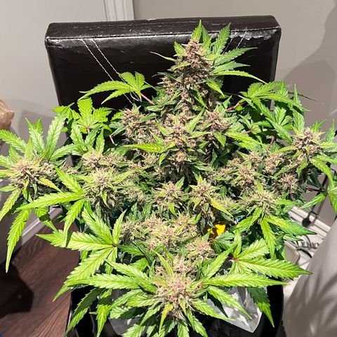 Bruce Banner #3 [Auto] (A.G. - 01) growlog timeline photo