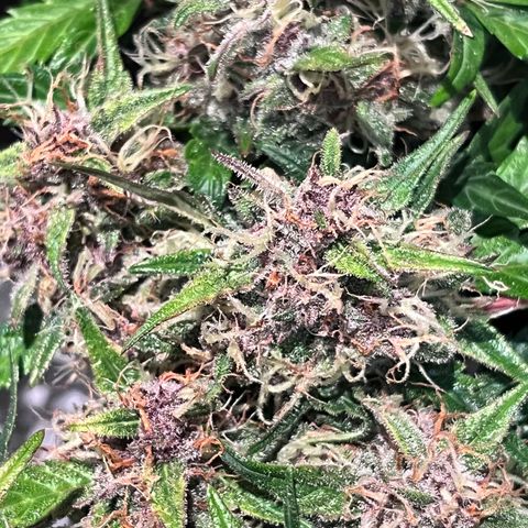 Bruce Banner #3 [Auto] (A.G. - 01) growlog timeline photo