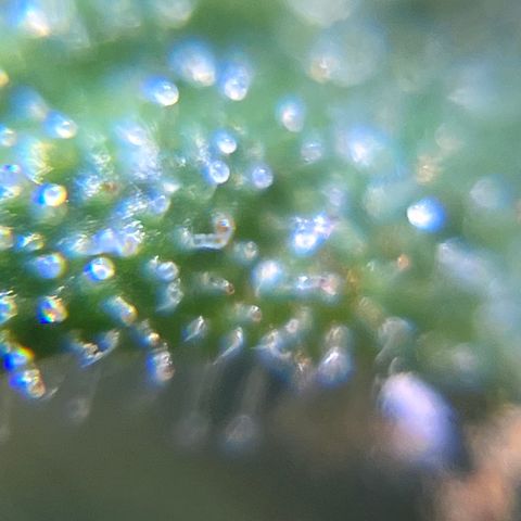 Master Yoda [Auto] #2 growlog timeline photo