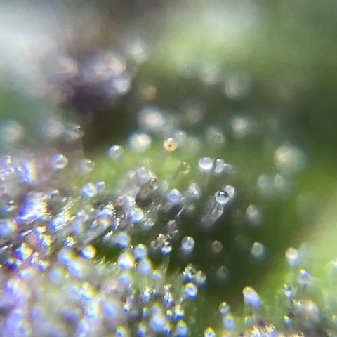 Master Yoda [Auto] #2 growlog timeline photo