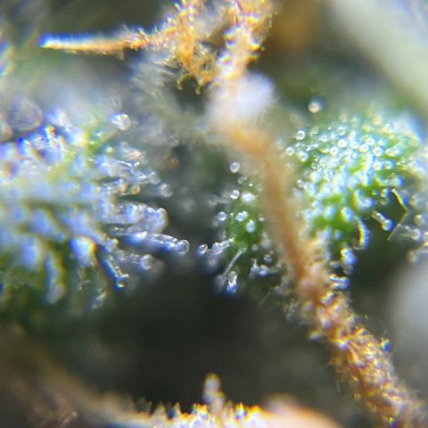 Master Yoda [Auto] #2 growlog timeline photo