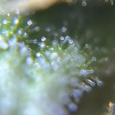Master Yoda [Auto] #2 growlog timeline photo
