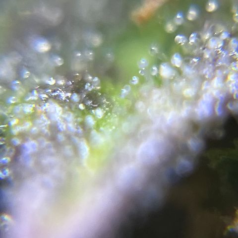 Master Yoda [Auto] #2 growlog timeline photo