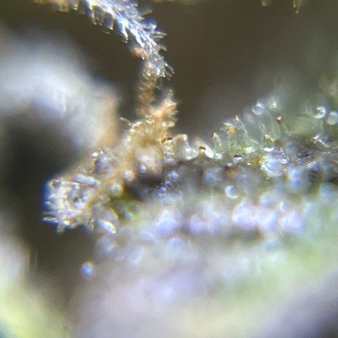 Master Yoda [Auto] #2 growlog timeline photo